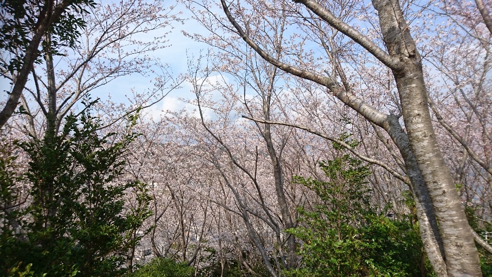 相賀浦夢の千本桜