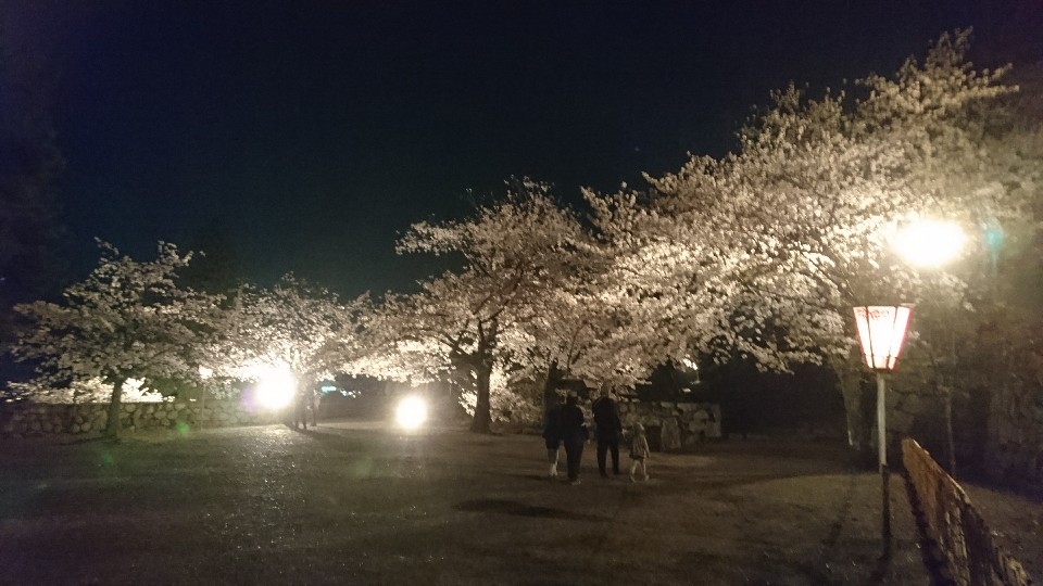 松阪城址桜ライトアップ