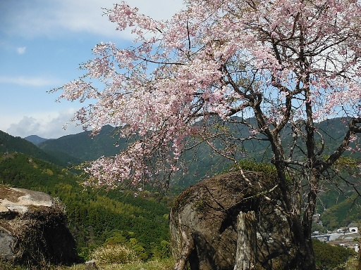 熊野鬼ヶ城桜の道