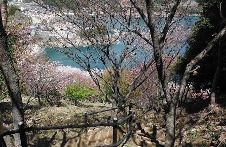 熊野鬼ヶ城桜の道